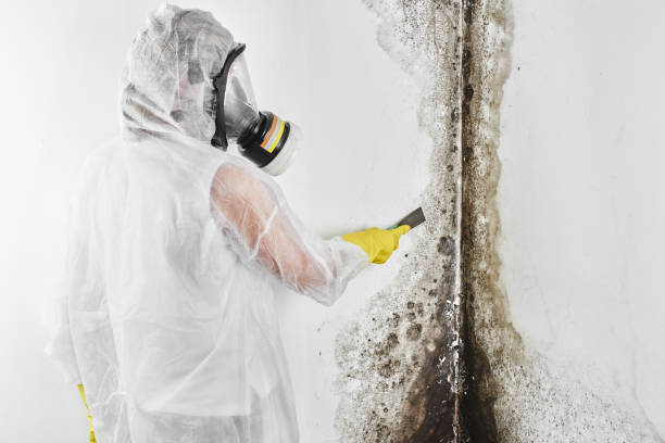 Best Mold Testing  in Helena, OK